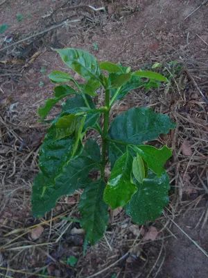 巴西COE賽罕見獲獎豆種揭秘：MGS Paraíso 2、Catucaí 2SL與Starmaya風味與農藝特性全解析