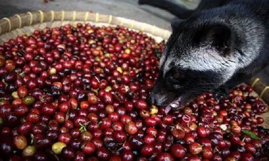 麝香貓咖啡製作全解析：從動物排洩物到頂級咖啡的轉變過程