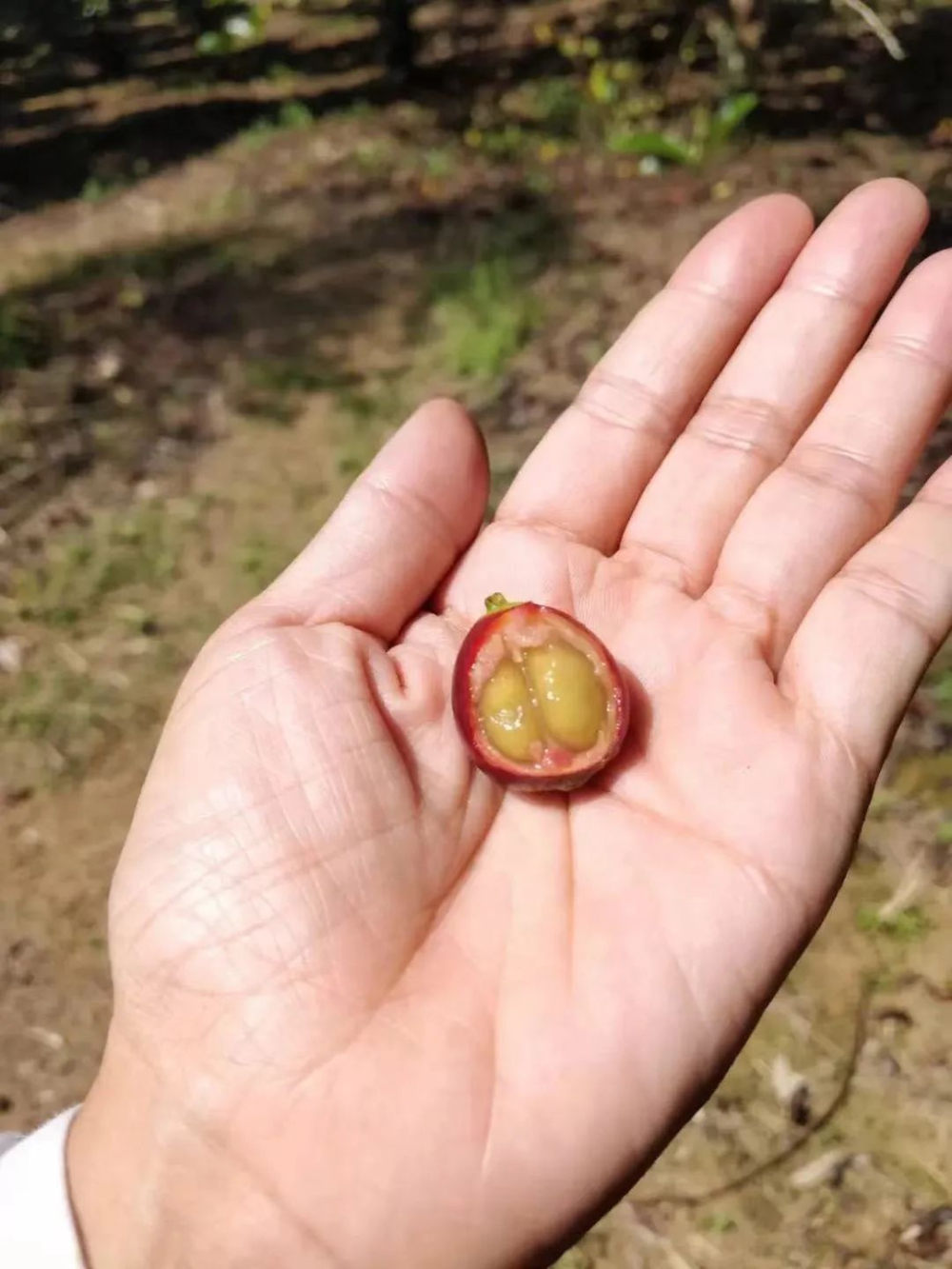 利比裡卡咖啡為何在菲律賓盛行？從大粒種起源到硬派風味解析