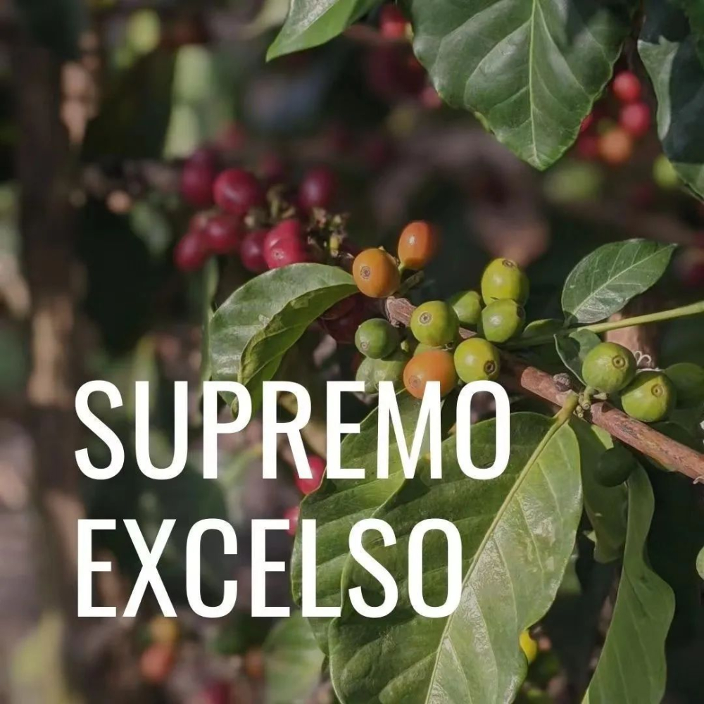 哥倫比亞咖啡生豆分級全攻略:Supremo與Excelso怎麼分?目數標準一次搞懂