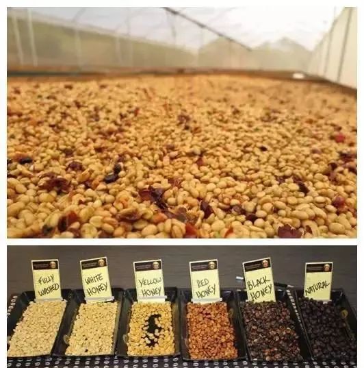 哥斯達黎加蜜處理全面解讀：從風味分級到草莓糖特色豆