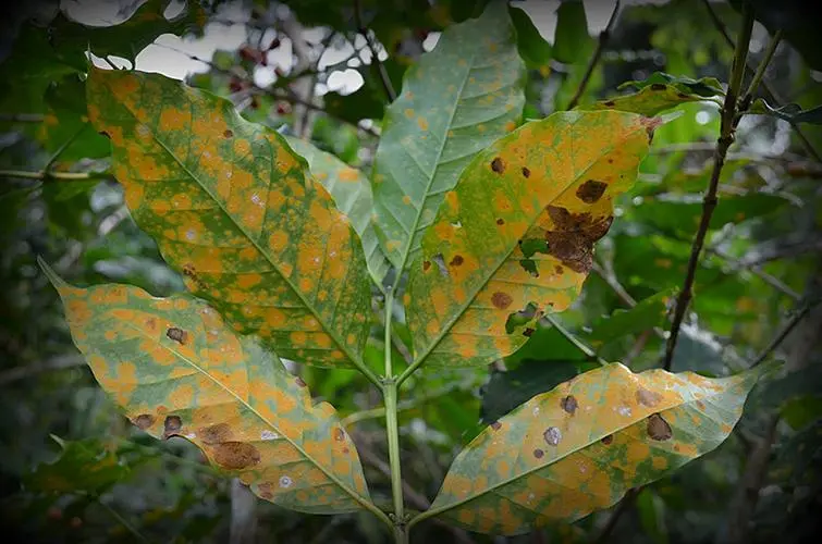 卡蒂姆咖啡品種的起源與雲南種植實戰：風味、抗病力與栽培關鍵