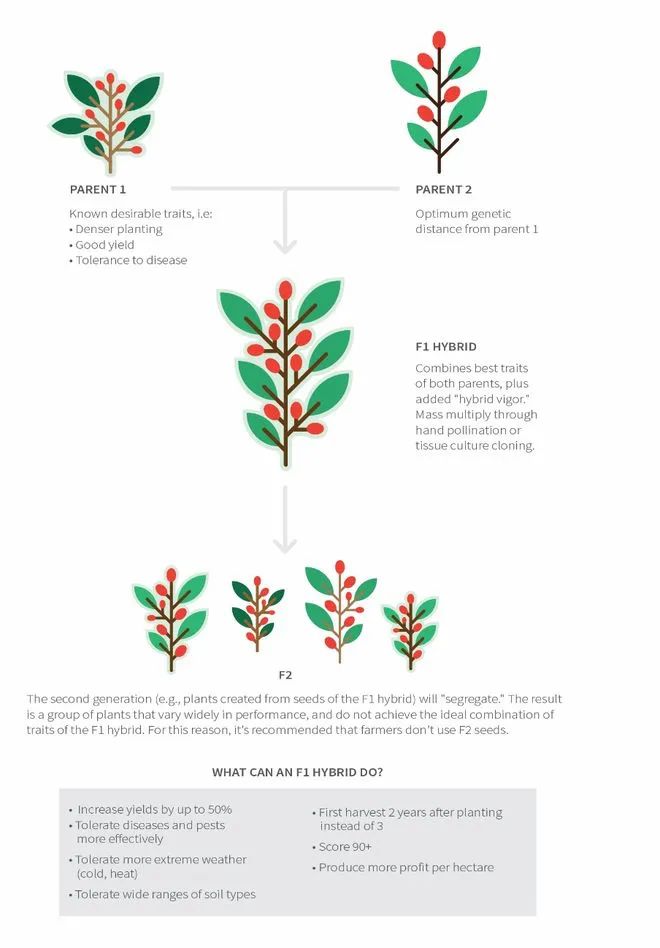 卡蒂姆咖啡品種的起源與雲南種植實戰：風味、抗病力與栽培關鍵