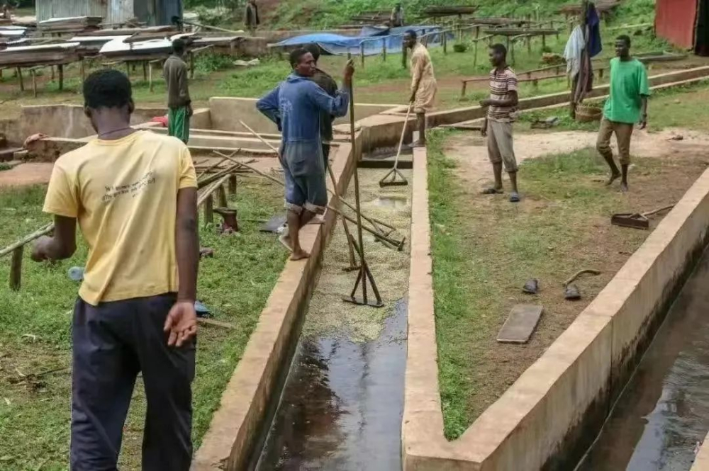 咖啡產業鏈全解析：從產區到莊園，教你讀懂豆單背後的秘密