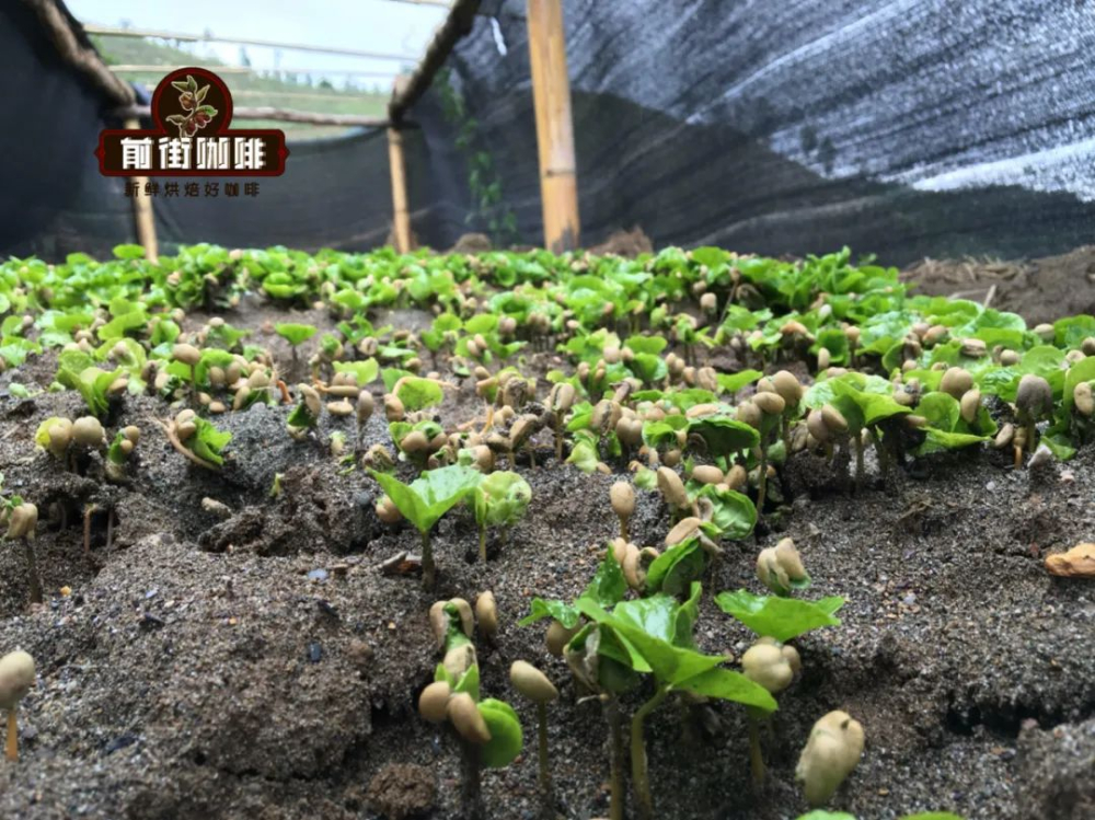 咖啡豆全生命週期解析：從種植到萃取的關鍵步驟與風味秘密