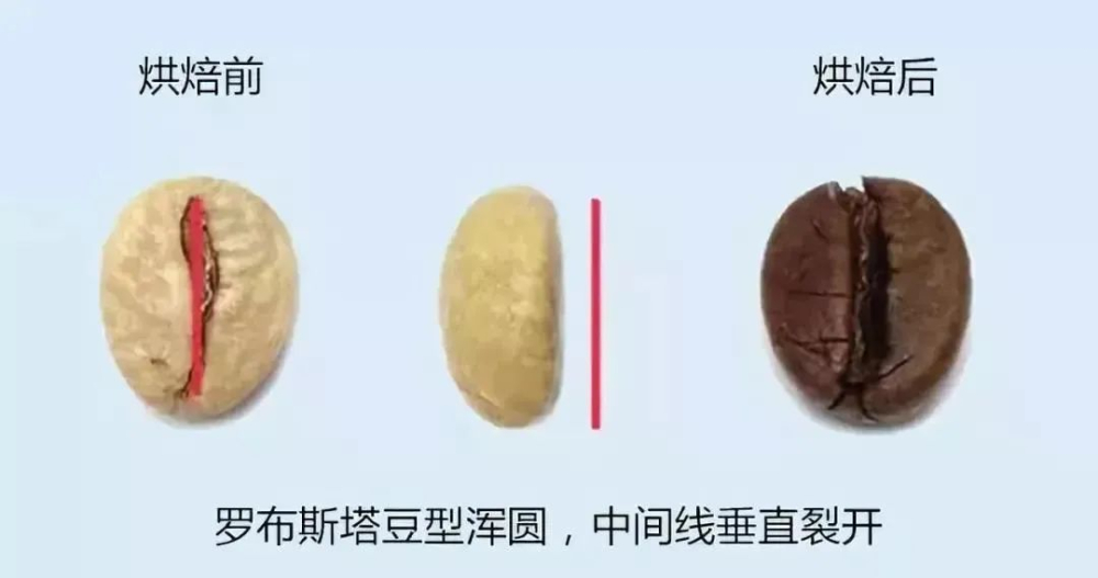 羅布斯塔與阿拉比卡雜交品種全面解析：Timor、卡蒂姆、卡斯蒂略與雲南小粒卡蒂姆