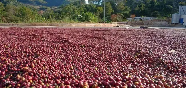 越南乾旱推升羅布斯塔價格,阿拉比卡市場供需轉向解析