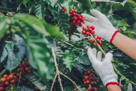 菲律賓咖啡新品種首合法引進!ACDI/VOCA與WCR五年項目成果解析