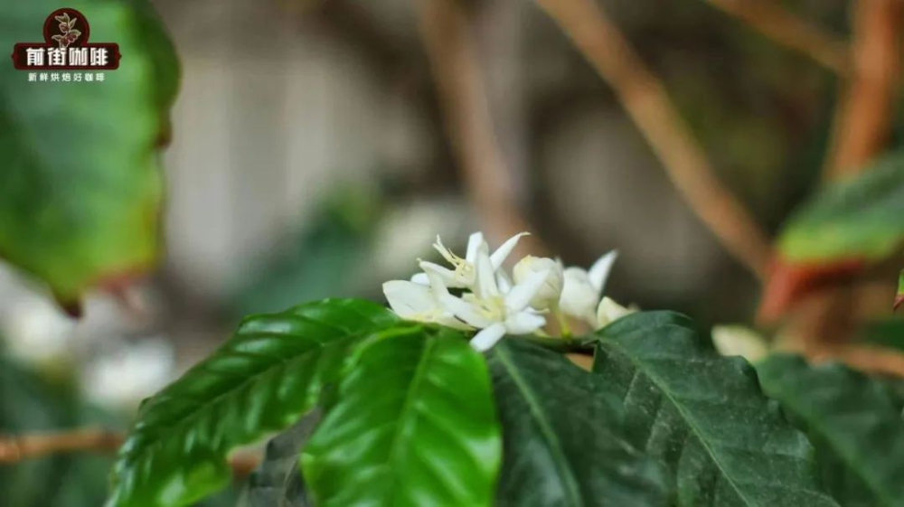 手衝咖啡花香萃取全攻略：瑰夏豆與白色花香釋放技巧