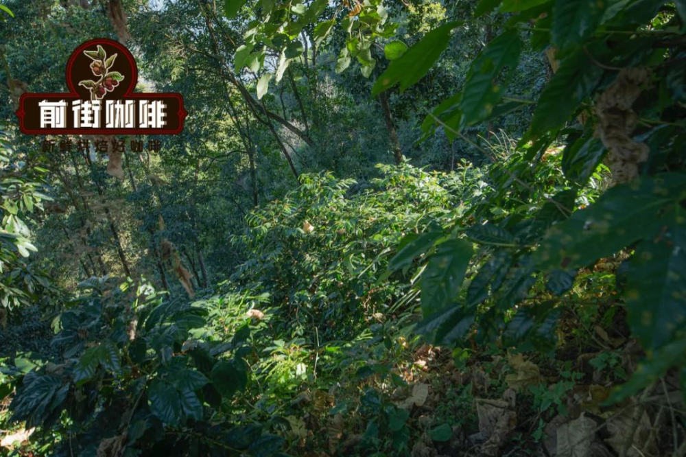 咖啡豆全生命週期解析：從種植到萃取的關鍵步驟與風味秘密