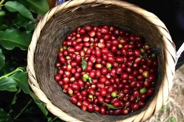 咖啡處理法全解析：發酵如何影響日曬、水洗與蜜處理風味