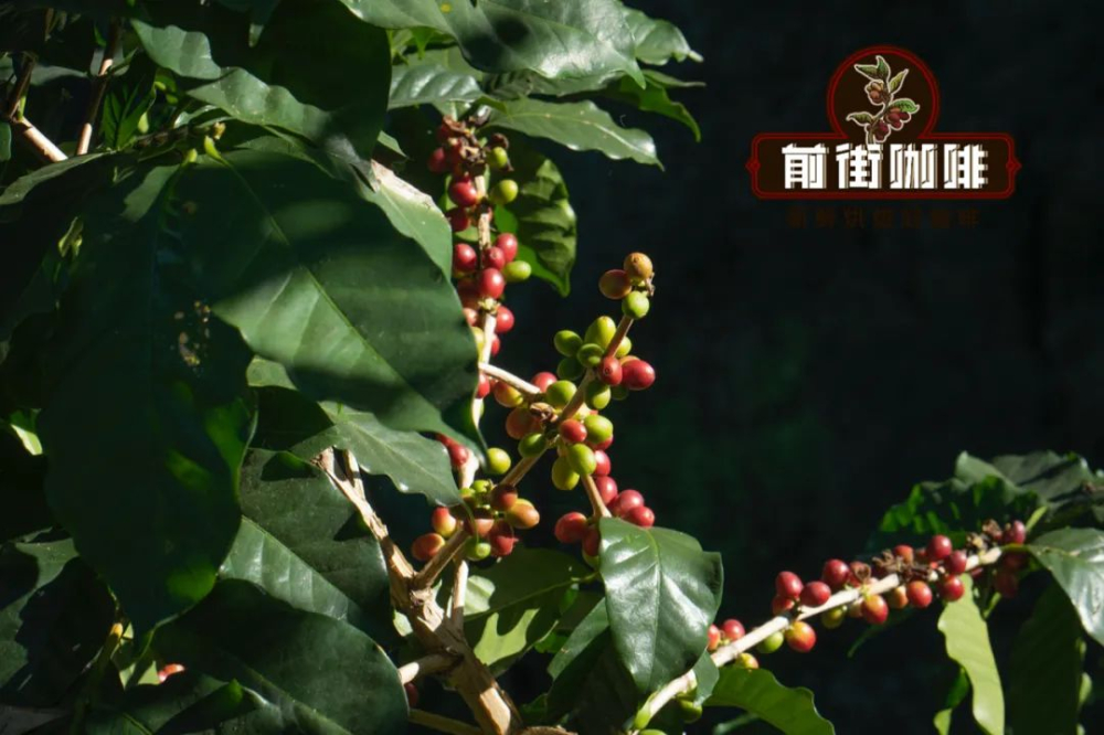 咖啡豆全生命週期解析：從種植到萃取的關鍵步驟與風味秘密
