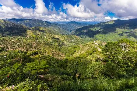 牙買加藍山咖啡全攻略：產區、分級與藍山一號手沖風味解析