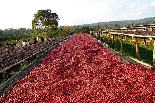 埃塞俄比亞耶加雪菲日曬紅櫻桃計劃:原生種風味與沖煮建議