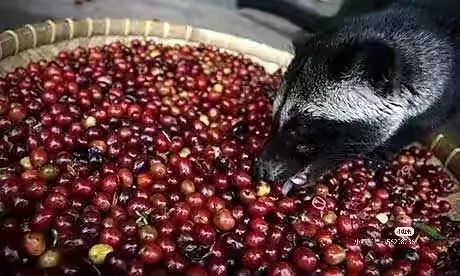印尼人屎咖啡製作過程揭秘：從麝香貓到人類排洩物的獵奇咖啡產業鏈