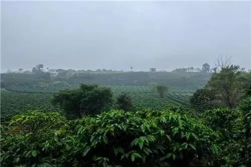 哥斯達黎加塔拉珠草莓糖豆:米拉蘇莊園蜜處理技術與手沖風味解析