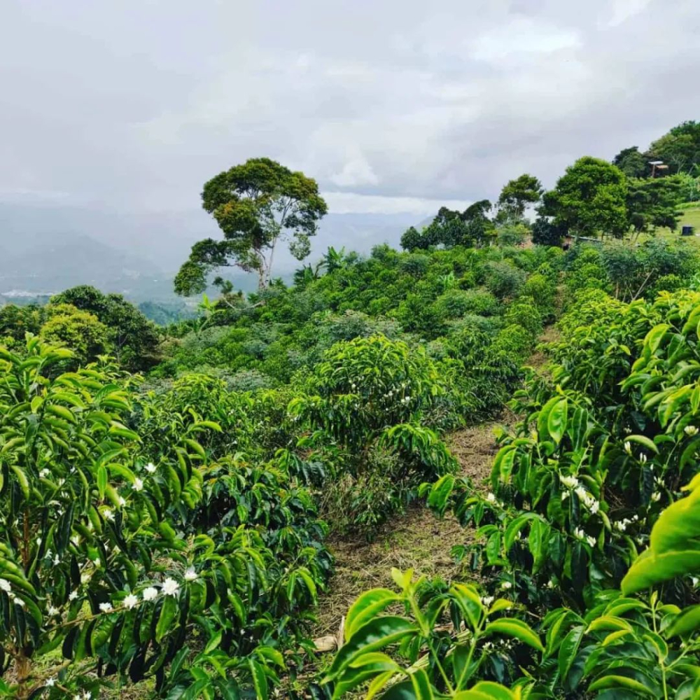 哥倫比亞蕙蘭分界線莊園希爪豆解析|手沖風味與栽培全攻略