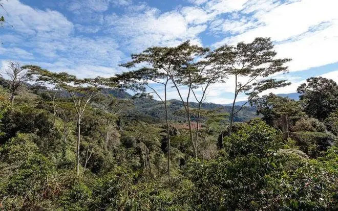 巴布亞新幾內亞西部高地西格裏莊園天堂鳥咖啡豆產地與風味解析 巴布亞新幾內亞西部高地西格裏莊園天堂鳥咖啡豆產地與風味解析