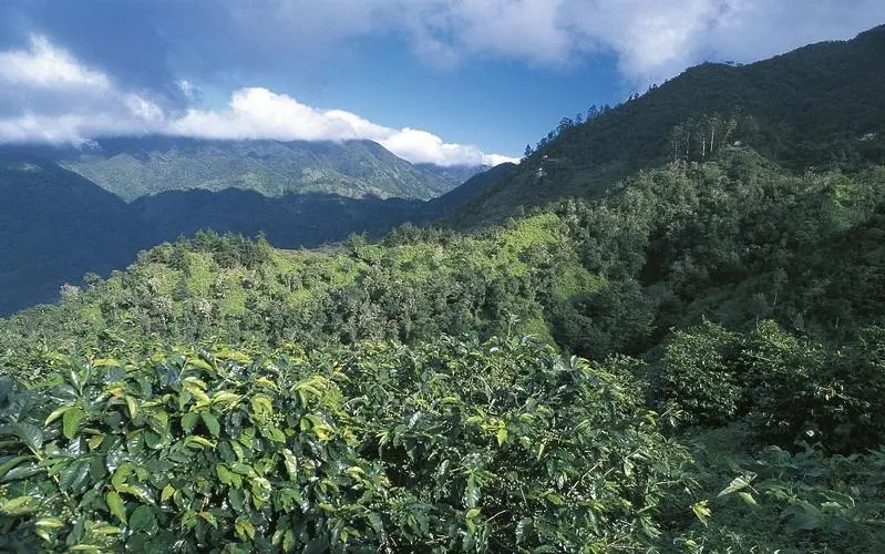 肯尼亞錫卡產區阿薩莉亞處理廠：SL28/SL34水洗豆風味與K72工藝全攻略