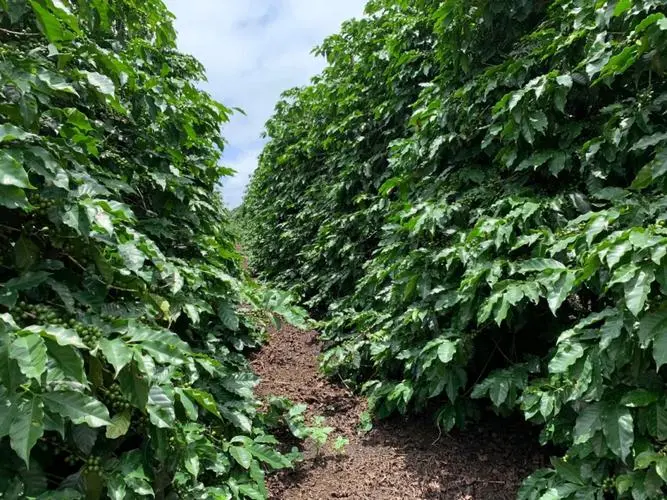 印尼咖啡消費升溫 NKG佈局東南亞供應鏈新策略