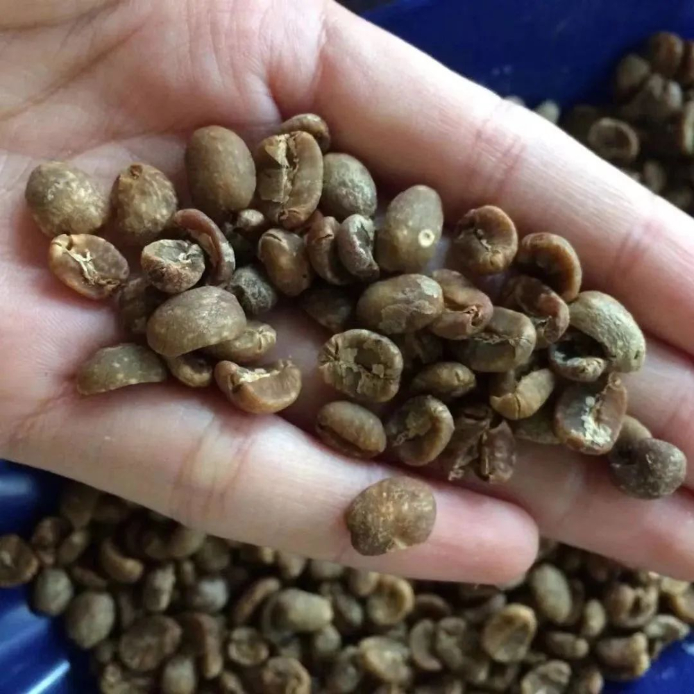 陳年咖啡豆風味解析｜曼特寧陳化處理全攻略