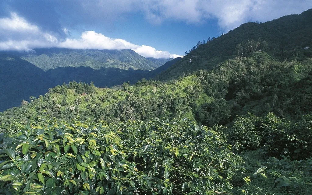 肯尼亞錫卡產區Asali處理廠SL28與SL34水洗豆,風味與手沖參數全解析