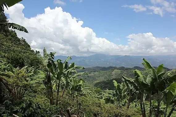 危地馬拉薇薇特南果水洗豆入門｜海拔1800米高山極硬豆手沖風味指南