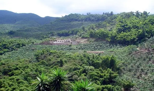 巴拿馬波奎特翡翠莊園鑽石山豆解析：風味、處理與手沖參數全攻略