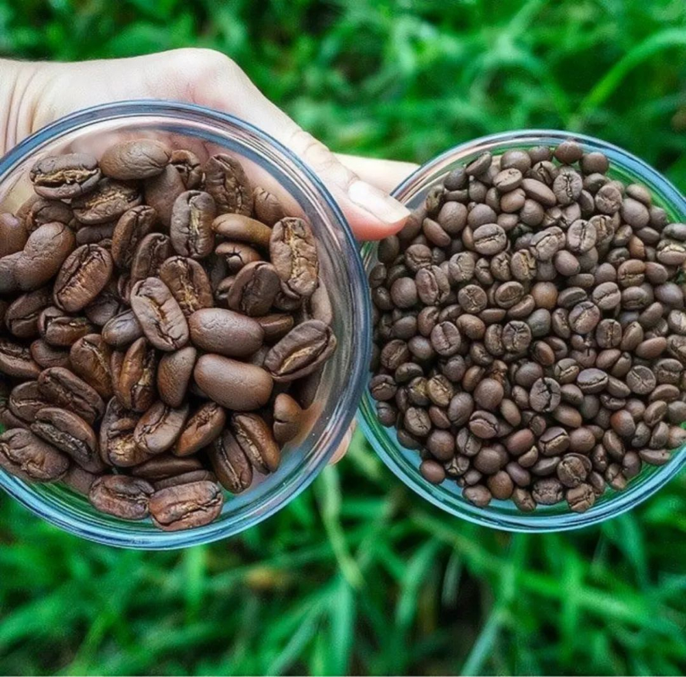 揭秘象豆馬拉戈吉佩：阿拉比卡巨無霸的風味與種植挑戰
