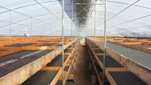 微批次咖啡全解析：從競標瑰夏到四種類型，挑選精品豆的入門指南