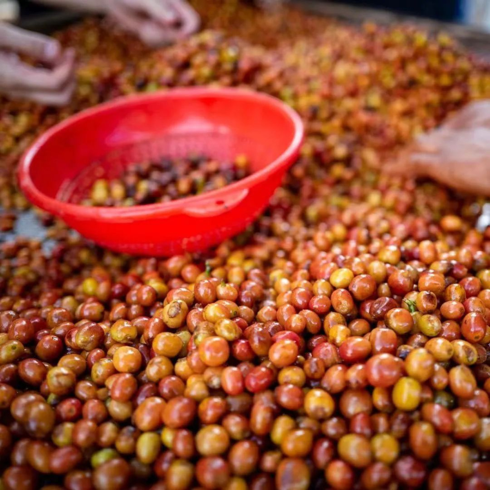 哥倫比亞粉紅波旁風味解析:基因之謎與沖煮建薦全攻略