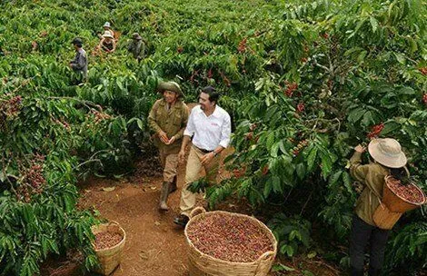 越南羅布斯塔咖啡減產危機：收購價飆破1億越南盾，全球供應吃緊