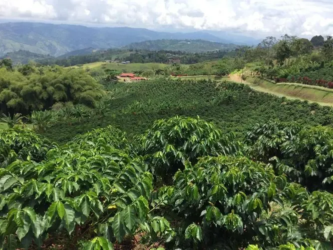哥倫比亞蕙蘭Finca El Diviso 希爪咖啡：品種起源、風味解析與沖煮建議