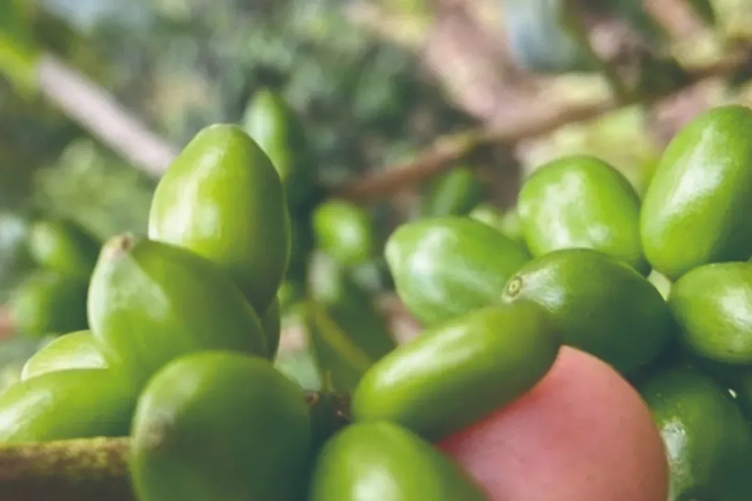 哥倫比亞木瓜咖啡品種全解析：風味特色與種植潛力指南