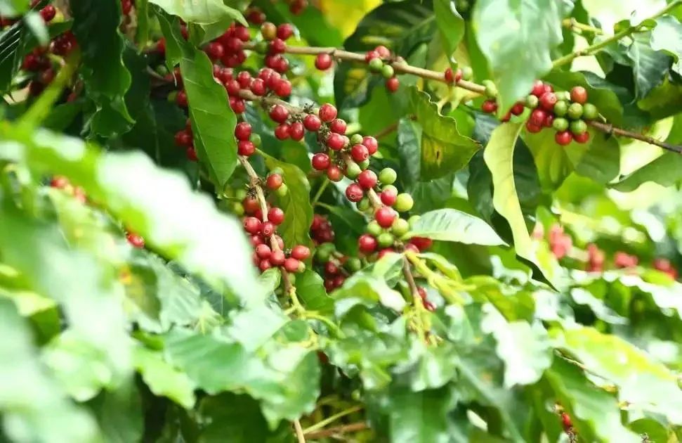 巴布亞新幾內亞咖啡風味揭秘:為何堪稱『小藍山』?種植與萃取指南