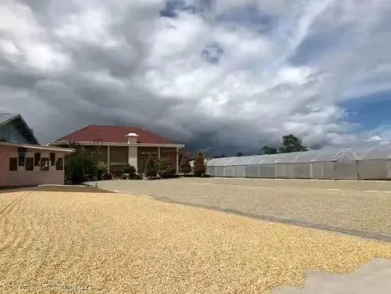 印尼濕刨法全解析：曼特寧風味由來與處理步驟大公開