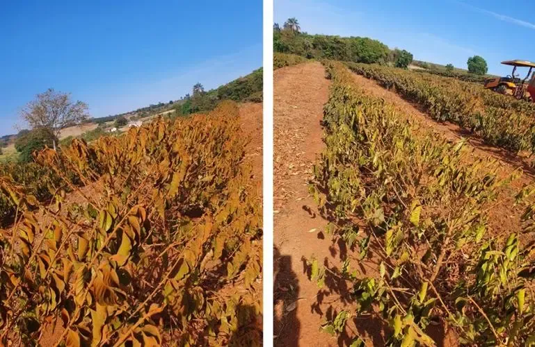羅布斯塔期貨衝4000美元！越南乾旱與巴西降雨不足如何影響咖啡價格