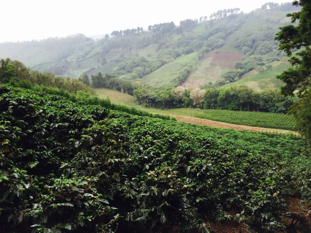 哥斯達黎加塔拉珠高海拔咖啡:Finca Voo 種出COE競賽冠軍豆的秘密