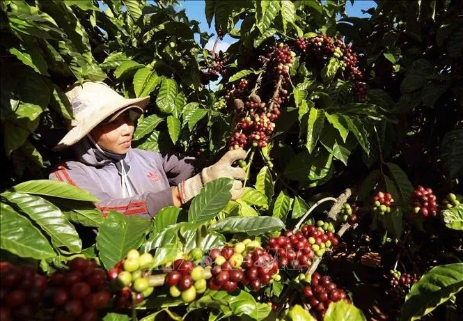 越南咖啡出口32.2億美元背後：威拿虧損萬億盾，產業挑戰重重