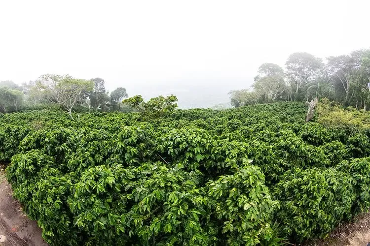 薩爾瓦多阿帕內卡-伊拉馬特佩克產區:火山風味與精品咖啡莊園全解析