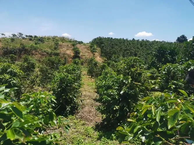 越南咖啡產量銳減背後：乾旱與榴蓮搶地，價格漲破新高