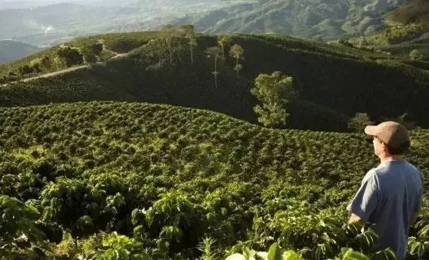 哥斯達黎加布倫卡產區瑰夏豆解析：微型氣候與高海拔孕育競賽級精品