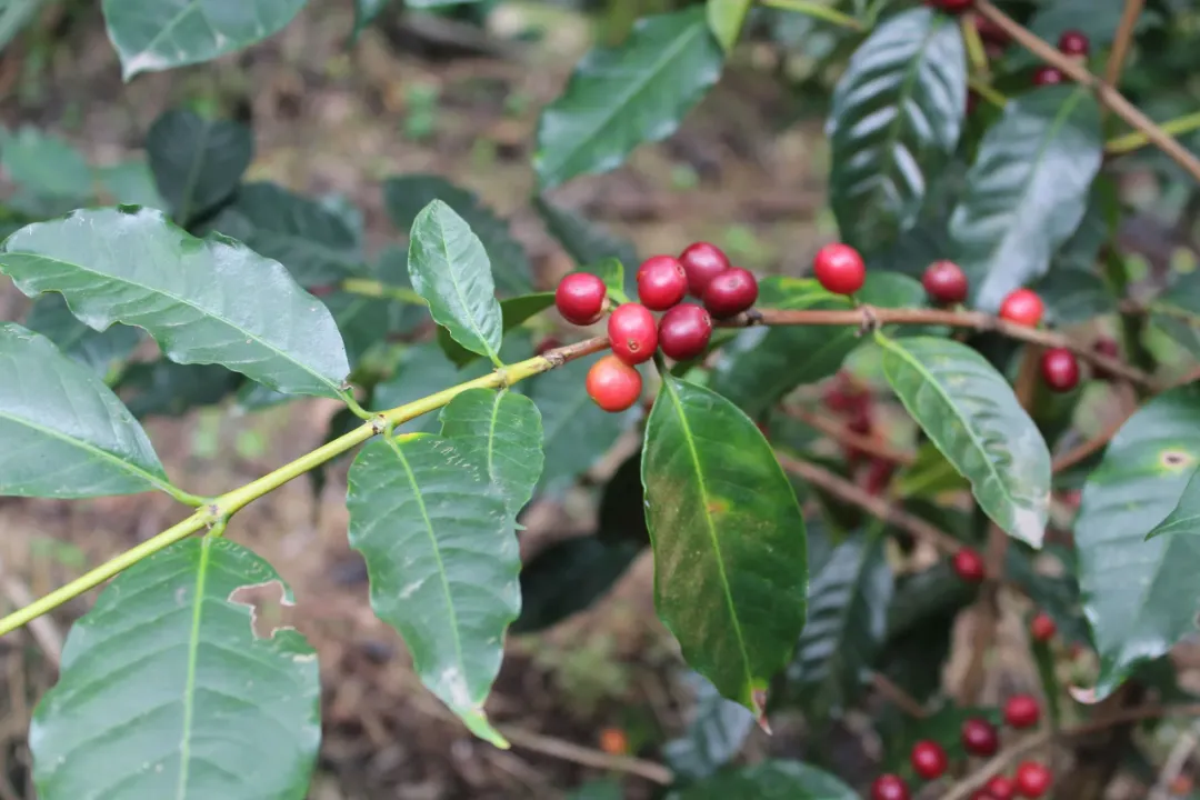 巴布亞新幾內亞奇邁爾莊園：探尋大洋洲小藍山級咖啡豆的風土奧秘
