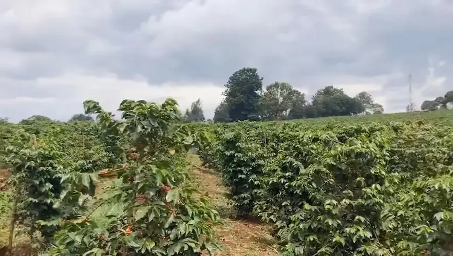 肯尼亞涅裡產區咖啡全解析:火山土壤與高海拔孕育的獨特風味