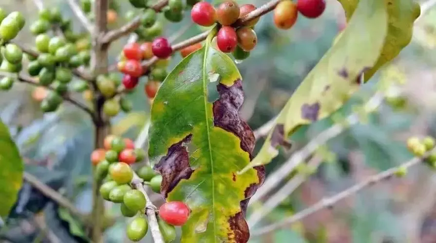 哥斯達黎加咖啡產區全攻略:從分級制度到塔拉珠風味解析