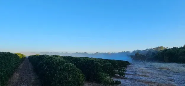巴西中南部嚴寒肆虐，霜凍重創咖啡田，期貨價格飆升背後原因解析