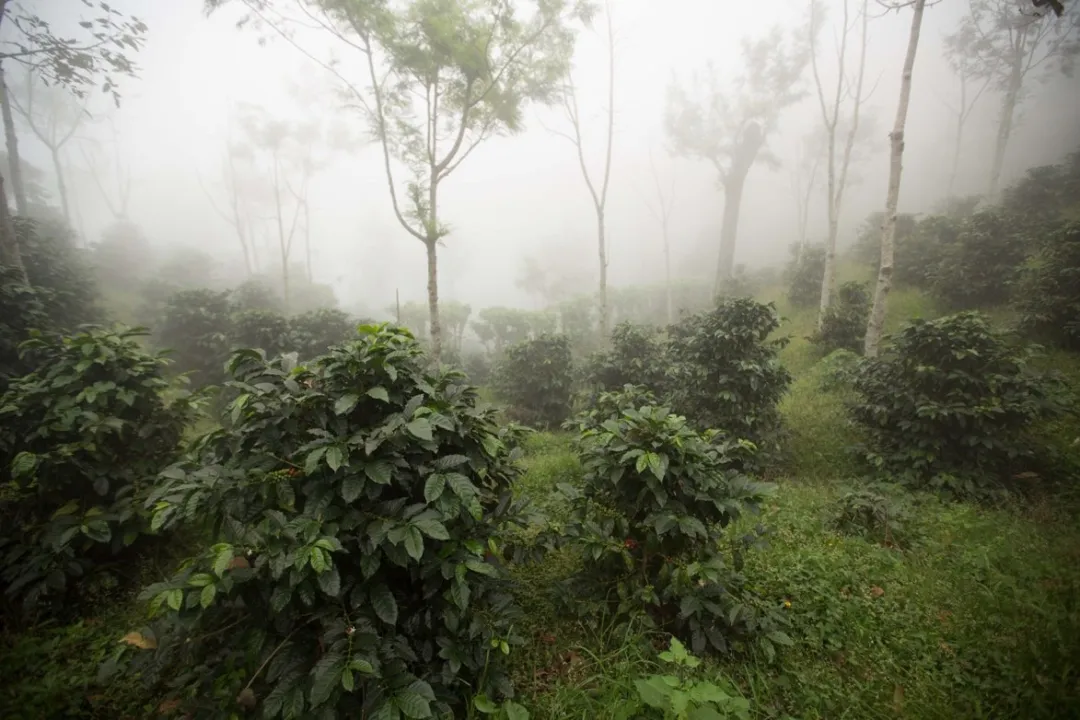 危地馬拉咖啡產區全攻略：分級標準與薇薇特南果風味解析
