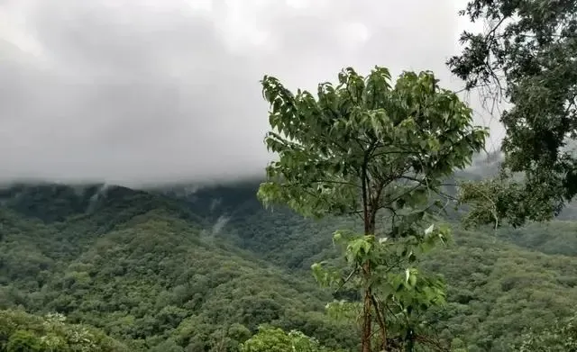 墨西哥韋拉克魯斯州咖啡產區揭秘：La Perla農場如何奪下COE冠軍