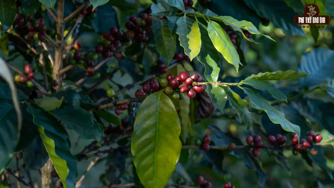 咖啡果皮茶Cascara怎麼泡？從製作到風味、濃度與沖煮技巧全攻略