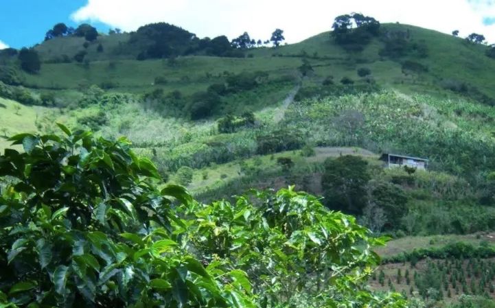 哥斯達黎加塔拉珠與巨石莊園:風味特色與海拔種植解析